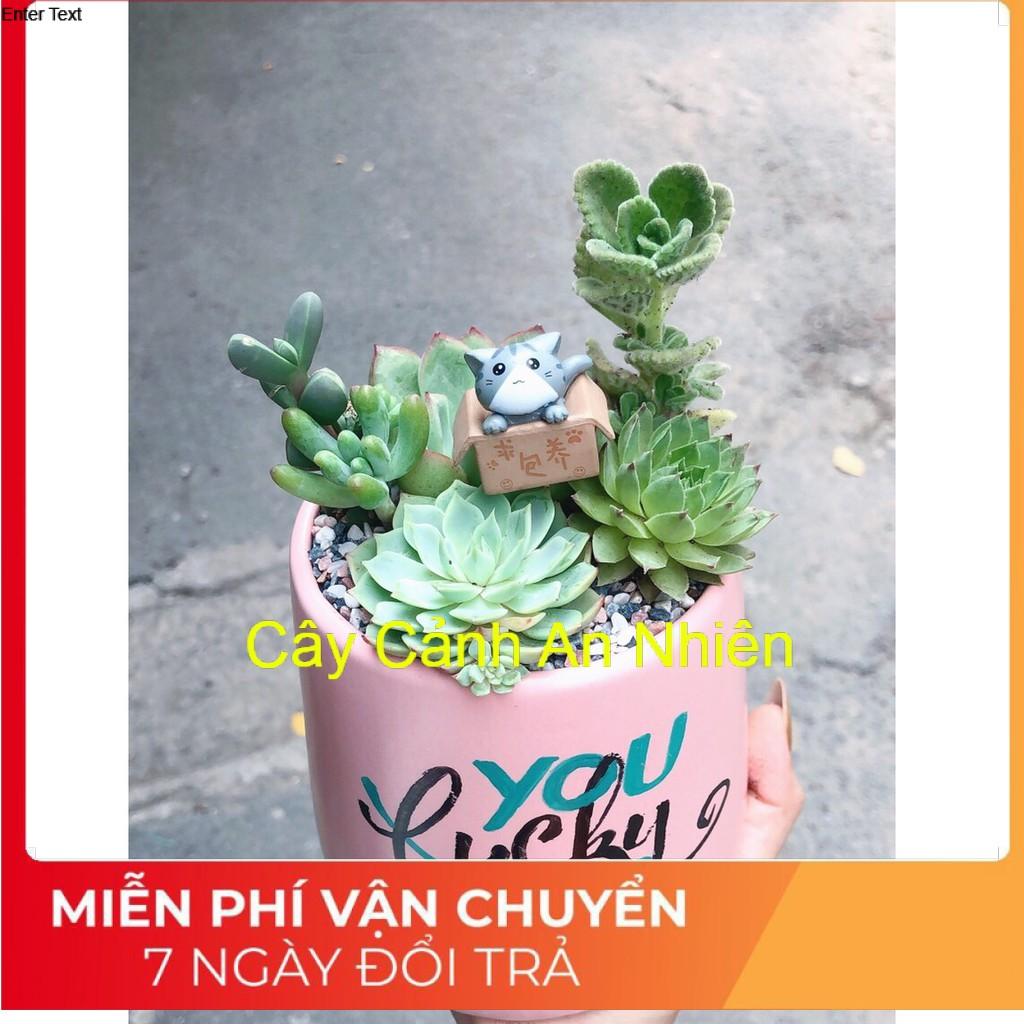 Chậu sen đá tiểu cảnh