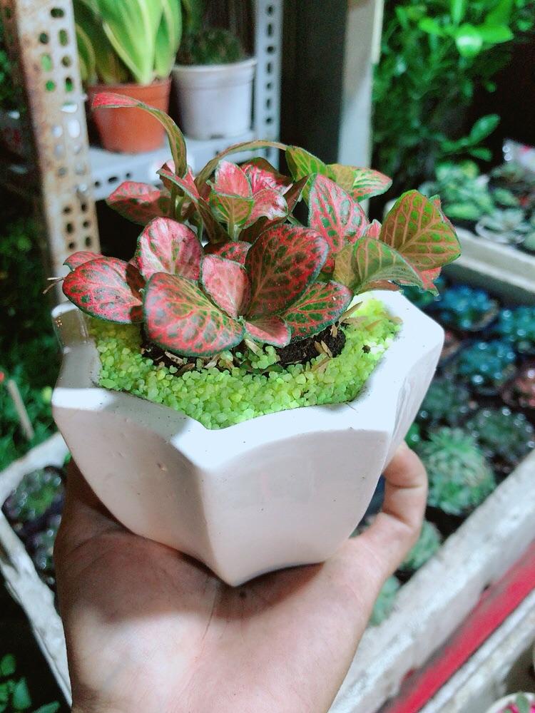 Chậu Cây Lá May Mắn Màu Đỏ