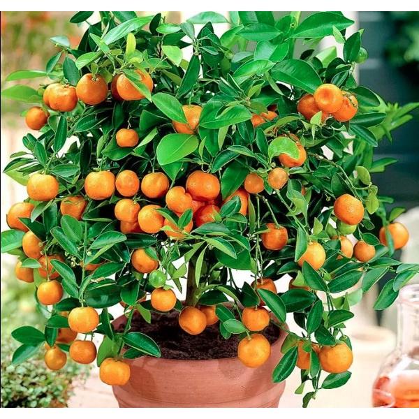 CÂY TẮC GIỐNG .