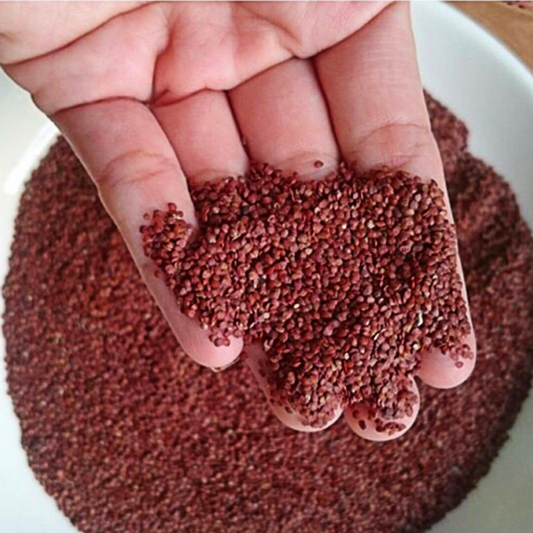 Hạt Đình Lịch khô đóng gói 1kg