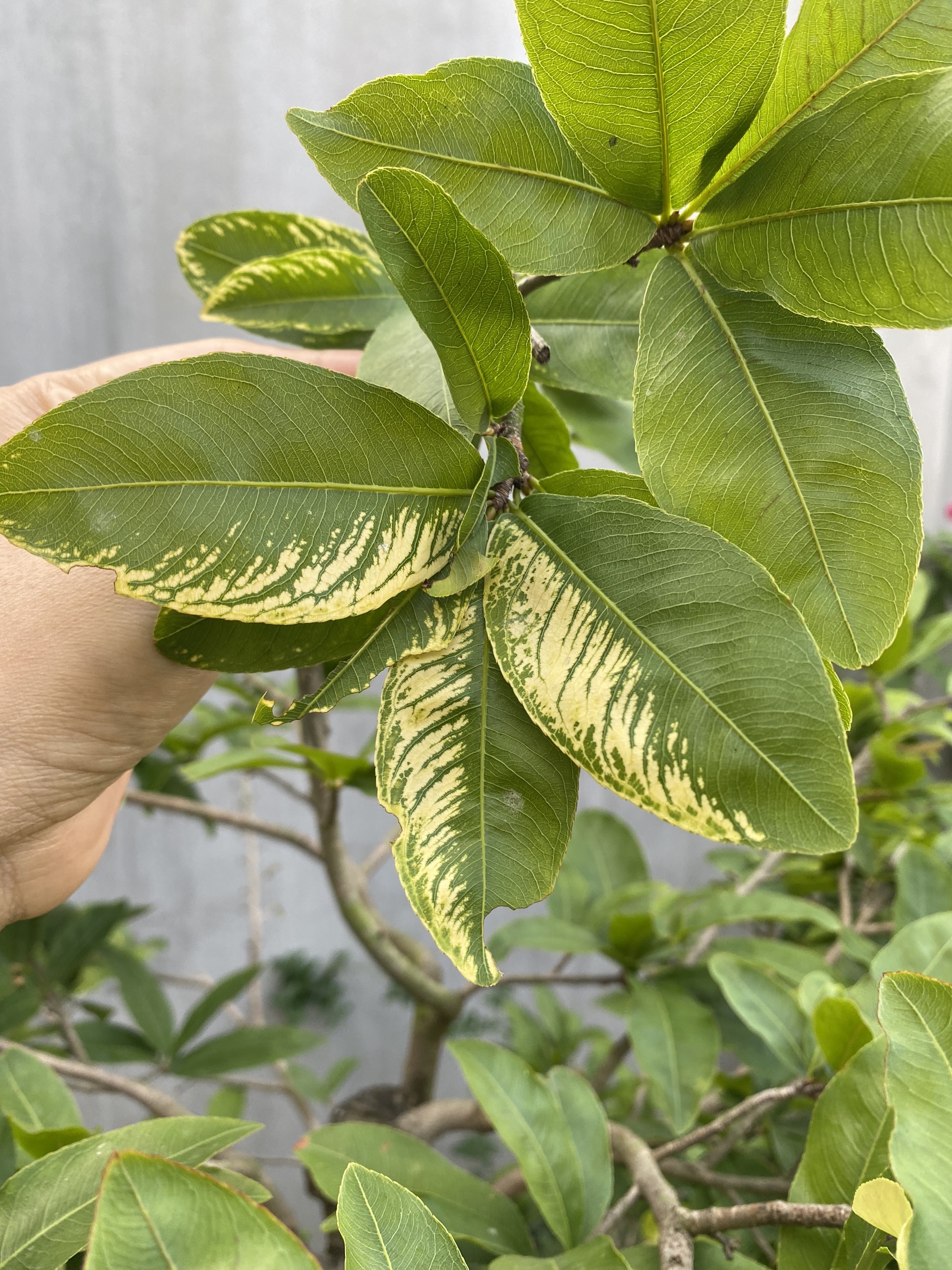 THUỐC ĐẶC TRỊ NẤM HỒNG CHO MAI VÀNG/CÂY KIỂNG - DR.PHOENIX GÓI 50GAM