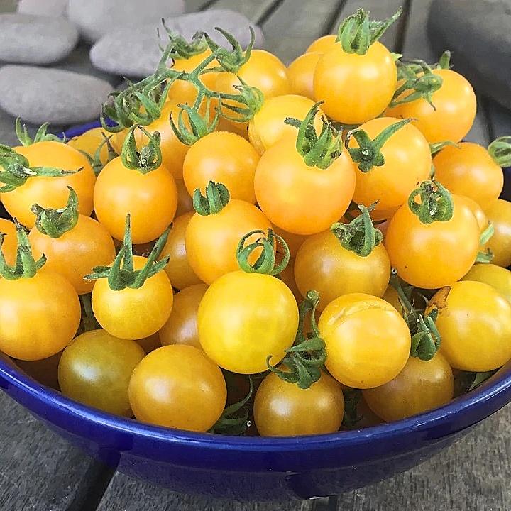 Hạt giống cà chua cherry vàng ngọt ORANGE CHARM 403 gói 5 hạt