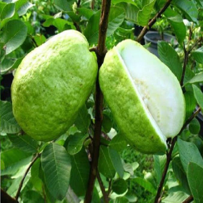 CÂY GIỐNG ỔI KHÔNG HẠT SIÊU NGON SIÊU QUẢ- CAM KÊT GIỐNG CHUẨN F1