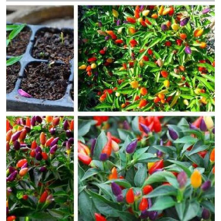 Hạt giống ớt ngũ sắc 30 hạt/gói