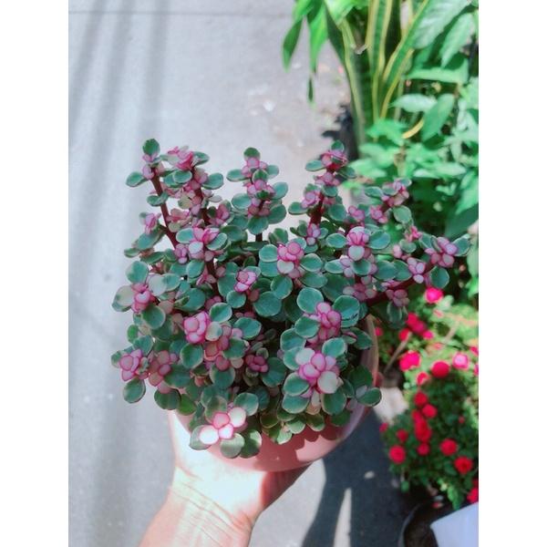 Chậu Cành Vàng Lá Ngọc