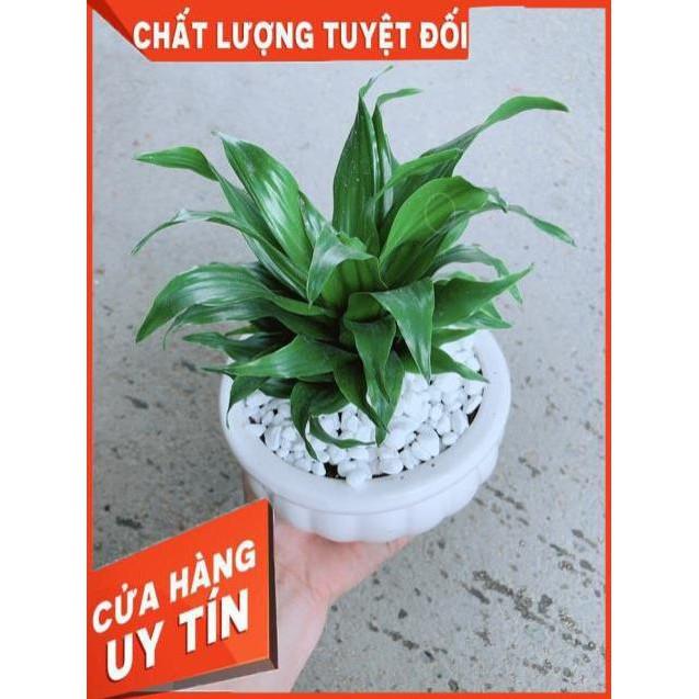 Chậu Phát Tài