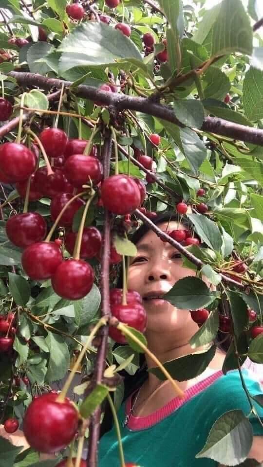 Cây giống cherry Brazil siêu sớm