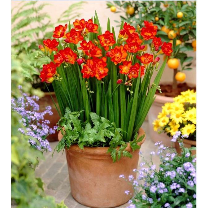 Combo 3 Củ giống hoa lan nam phi hoa màu đỏ,
