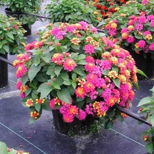 Hạt Giống Hoa Ngũ Sắc F1 Hoa Nở Siêu Đẹp & Dễ Trồng có Tặng kèm hướng dẫn