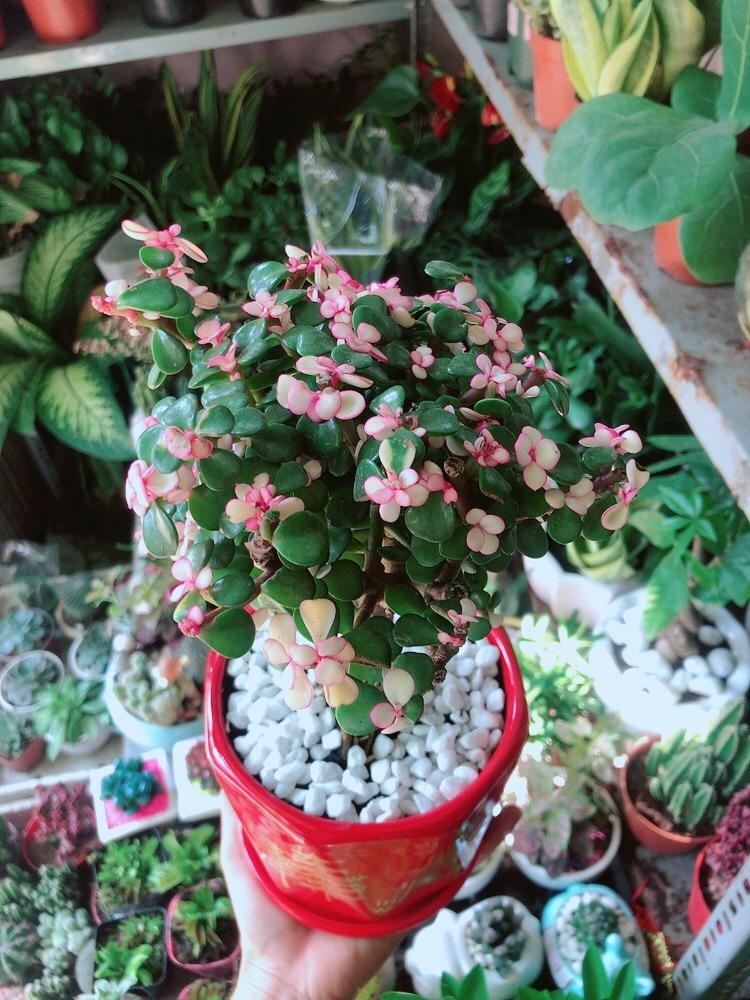 Chậu Cây Cành Vàng Lá Ngọc