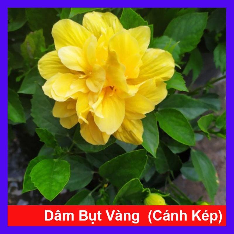 Cây Hoa Dâm Bụt cánh kép - cây cảnh để trong nhà + tặng phân bón cho cây