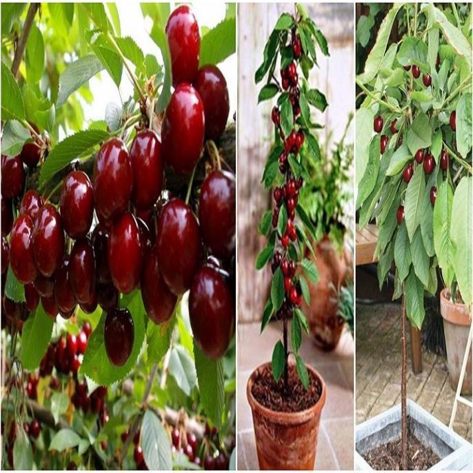 CÂY GIỐNG CHERRY BRAZIL CHỊU NHIỆT,