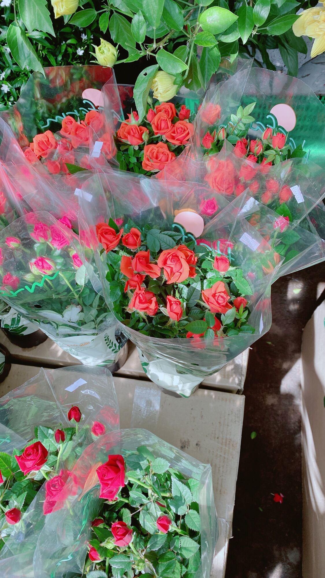Hoa Hồng Tezza