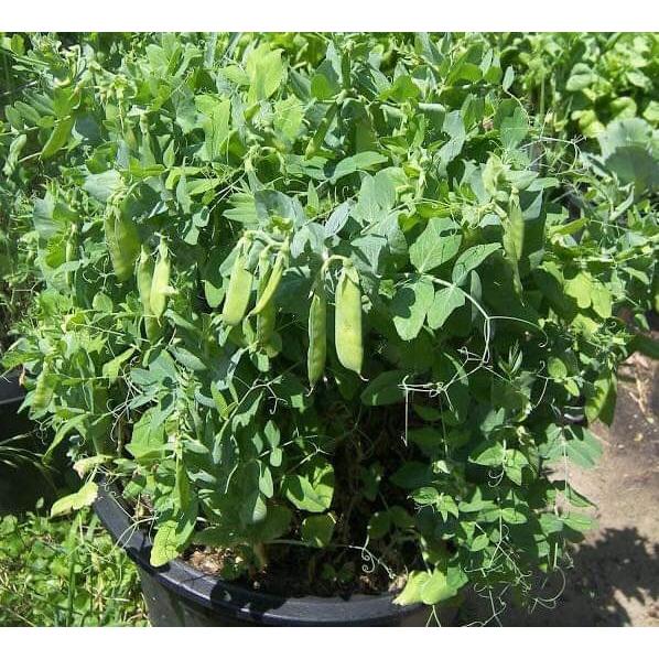 Hạt Giống Đậu Hà Lan -