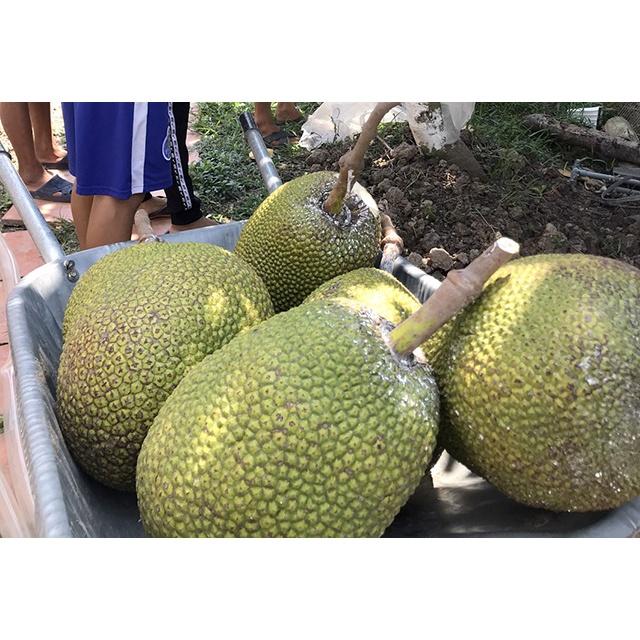 Bộ 100 Túi bọc mít, túi bao mít chống côn trùng, kích thước 50x70 cm