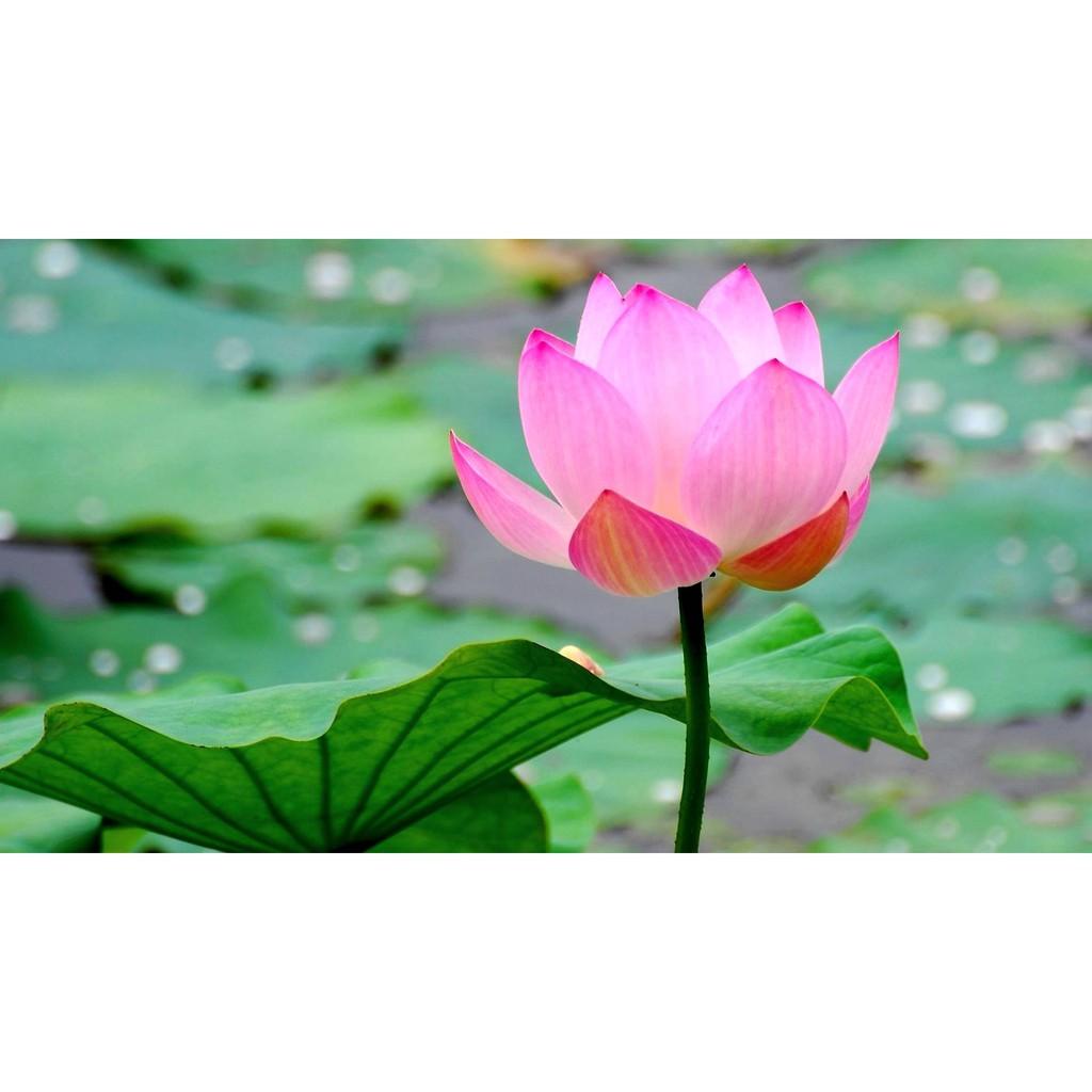 Hạt Giống Sen Lớn,sen ta gói 5 hạt