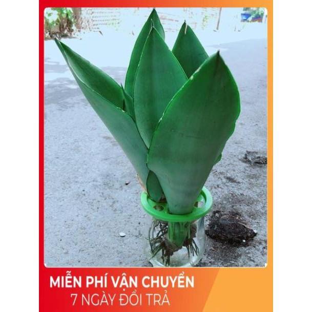 Chậu Lưỡi Hổ Thuỷ Sinh