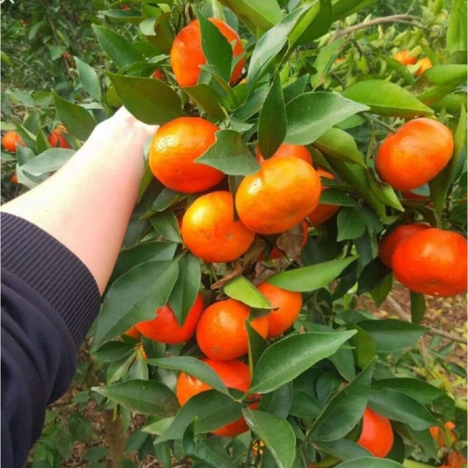 Cây Cam Đường Canh không hạt