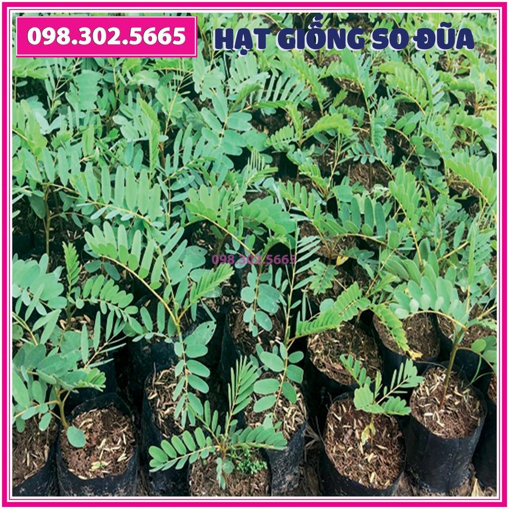 Gói 50 g Hạt giống cây so đũa tứ quý thái