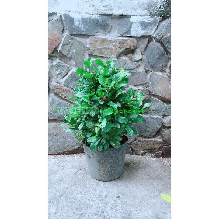 Cây Thần Kỳ Lớn