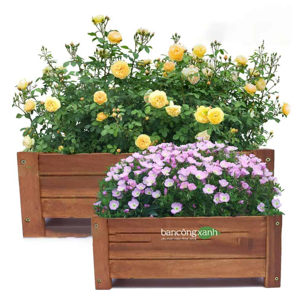 Chậu gỗ chữ nhật trồng cây, trồng rau, trồng hoa cao cấp - ban công xanh