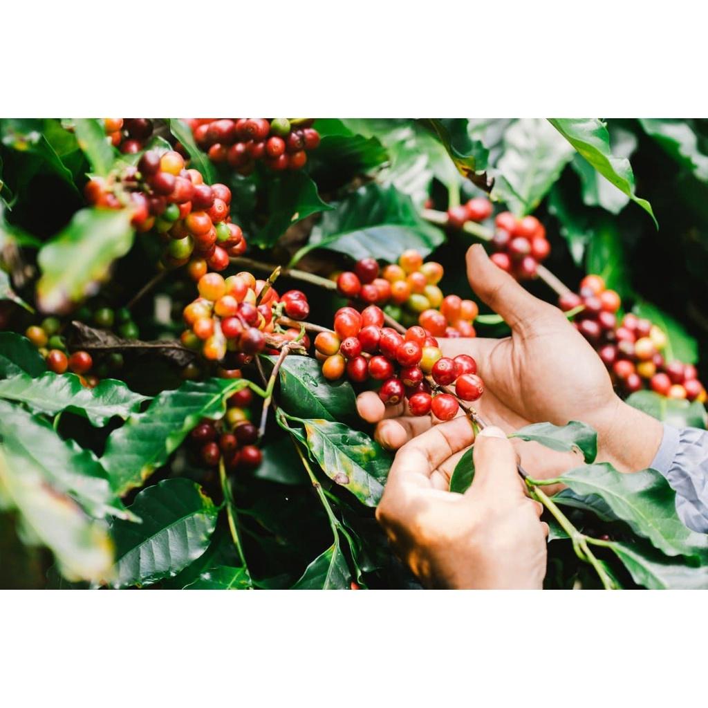 Arabica Washed - Vị đắng nhẹ, chua thanh, hương trái cây, hậu ngọt dịu - Cà phê pha phin/ Pha máy |250 - 500gr|