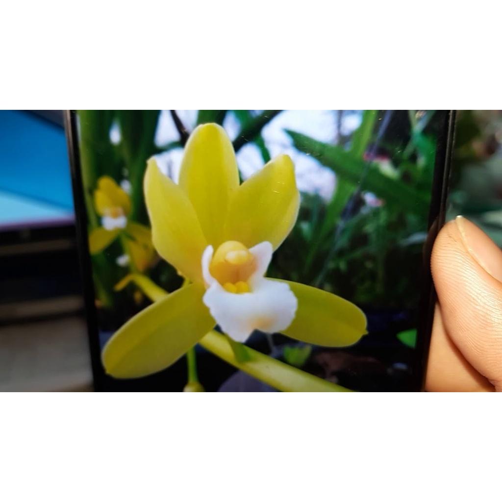 CHẬU LAN KIẾM VÀNG THÁI LAN , MẶT HOA ĐỘT BIẾN, BẢO HÀNH MẶT HOA THEO YÊU CẦU