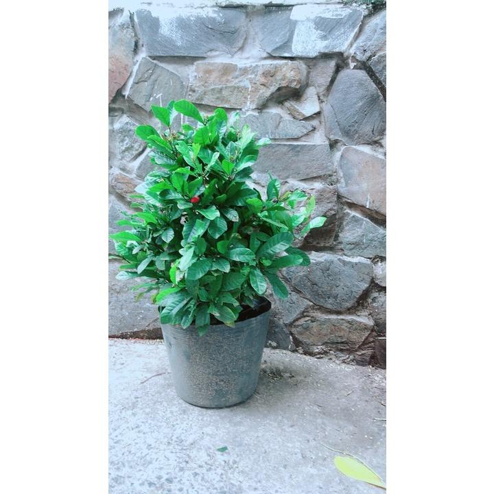 Cây Thần Kỳ Lớn