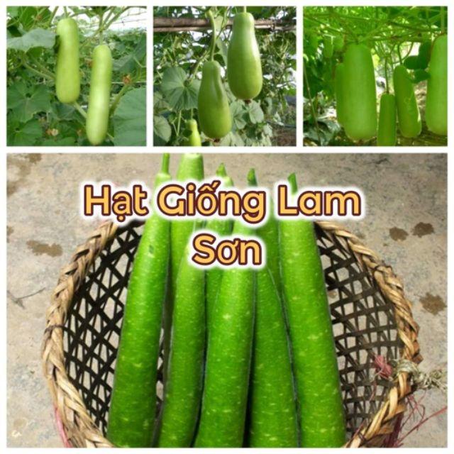 BẦU SAO LAI F1 CAO SẢN - trái thon dài, ruột đặc