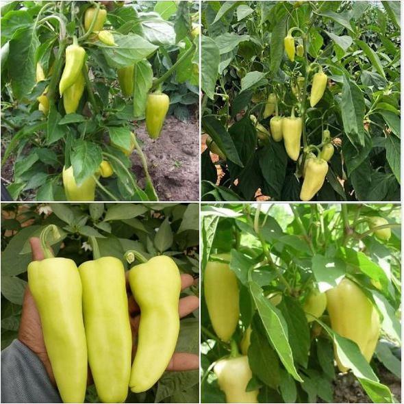 Hạt giống ớt đùi gà Thái Lan ,hạt giống chuẩn f1-gói 0,5 gram