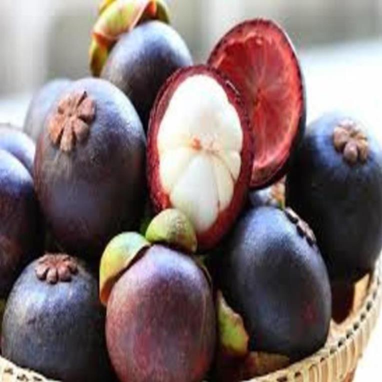 Cây giống măng cụt. Cây giống chuẩn F1 cho năng suất cao