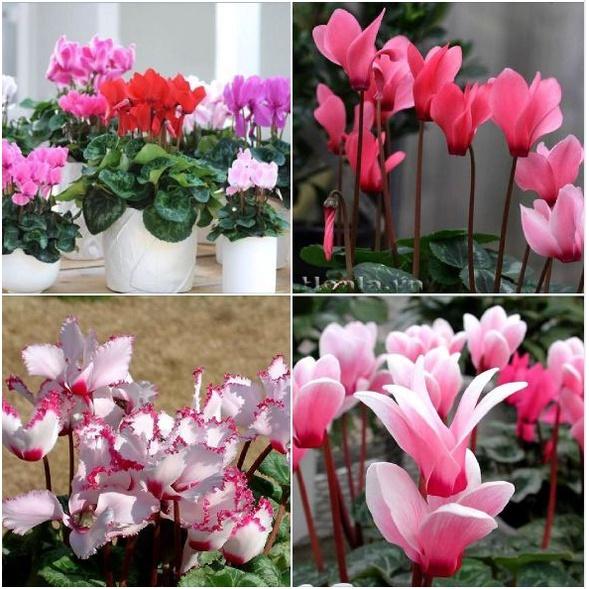 Hạt giống hoa anh thảo nhiều màu- gói 10 hạt