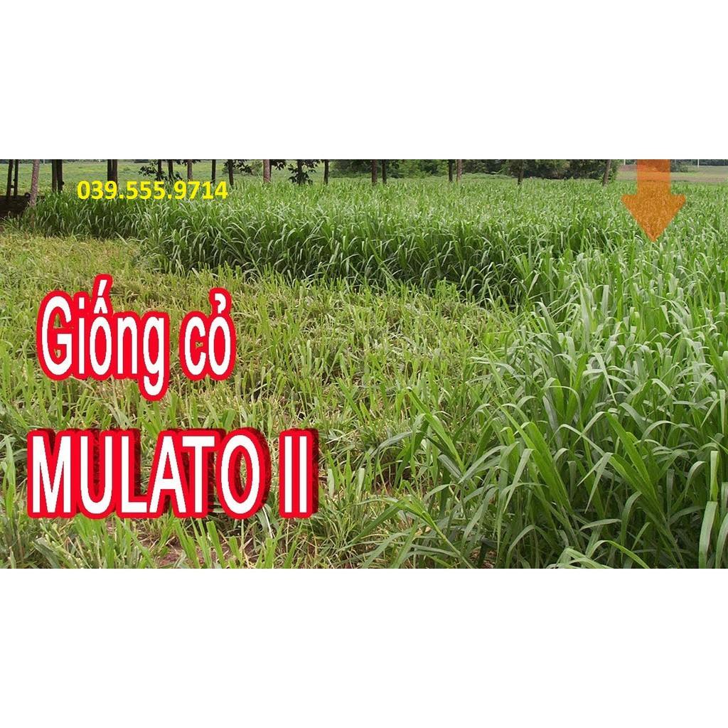 Hạt Cỏ Chăn Nuôi Mulato II 300gam - Cỏ Chịu Lạnh Chịu Hạn