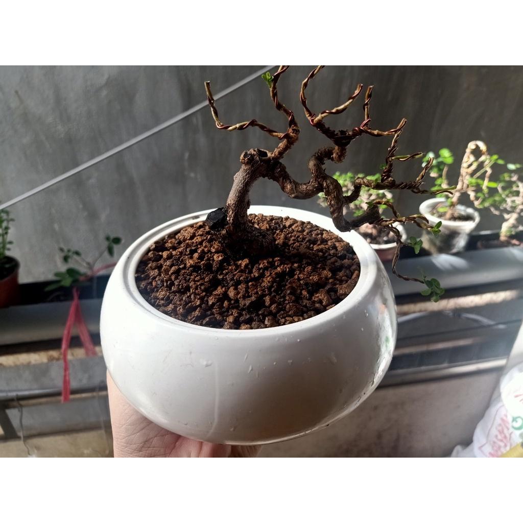 Đất trồng, giá thể chuyên dụng dành cho bonsai trộn sẳn akadama,pumic,lava nhập khẩu Nhật Bản 14 lít