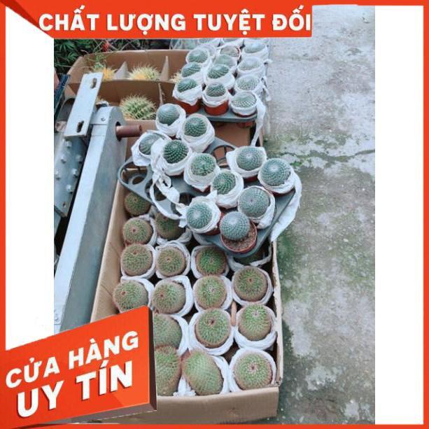 Xương rồng bánh sinh nhật