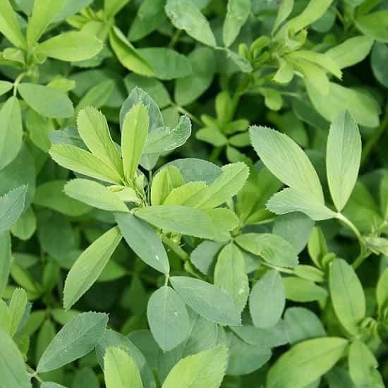 Hạt giống cỏ chăn nuôi linh lăng alfalfa