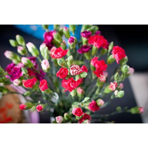 Hạt Giống Hoa Cẩm Chướng Mix 50 hạt