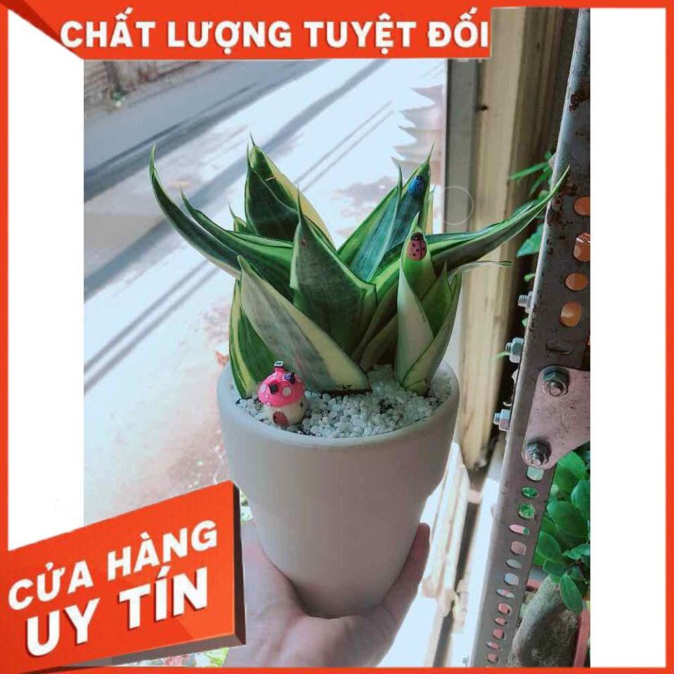 Chậu lưỡi hổ thái Nhiều Người Mua
