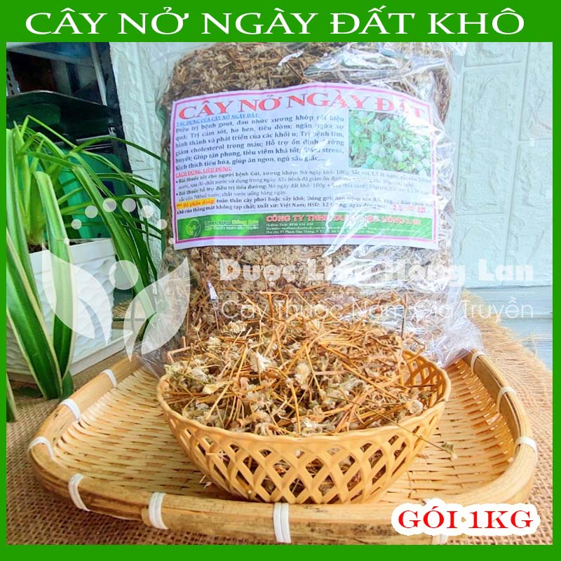 1KG Cây Nở ngày đất khô sạch (Hỗ Trợ Tiểu Đường, Khắc Tinh Bệnh Gút (Gout))