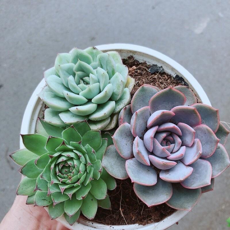 Sen Đá Mix 3 Cây Lớn