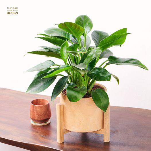 Chậu Cây Đế Vương Xanh size LS | The Fish Design