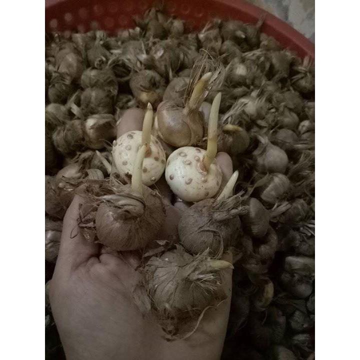 Củ giống hoa nghệ tây hoa màu hồng sọc - 1 củ
