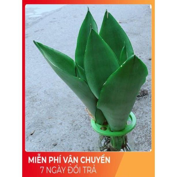 Chậu Lưỡi Hổ Thuỷ Sinh