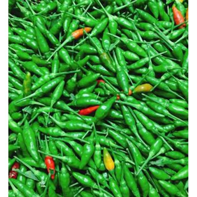 Hạt Giống Ớt Xiêm Xanh Thái Lan F1 KNS3374 - Gói 0.1gram