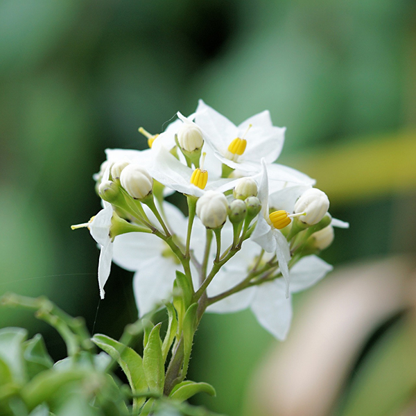 Tinh dầu Hoa lài Charmi Jasmine essential oil (10 ml)