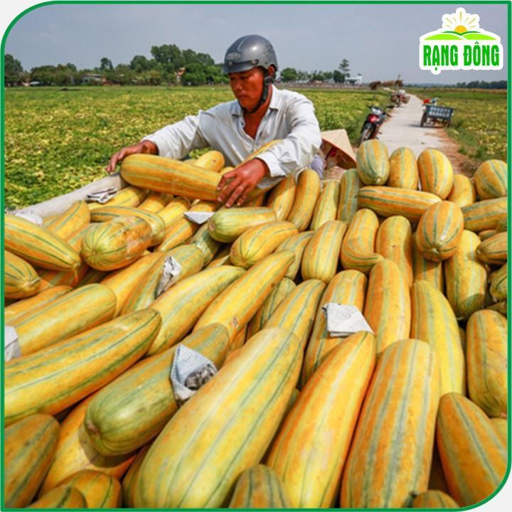 Hạt giống Dưa Gang Rado 779 (1g~50 hạt) trái dài, thơm, ngon, trồng quanh năm - Hạt giống Rạng Đông
