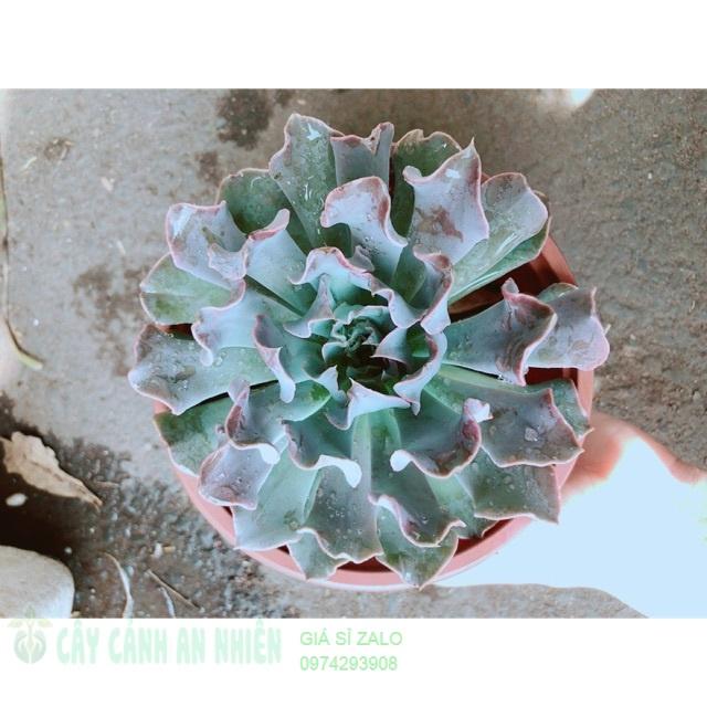 Sen đá bắp cải size đại