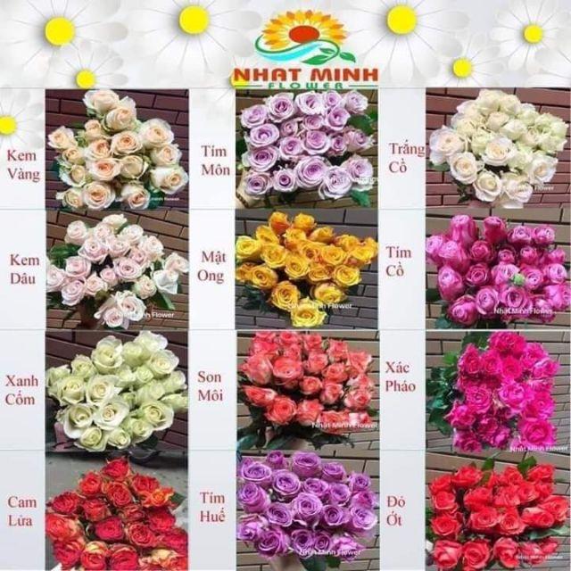 Com bo 5 gốc hồng đủ màu