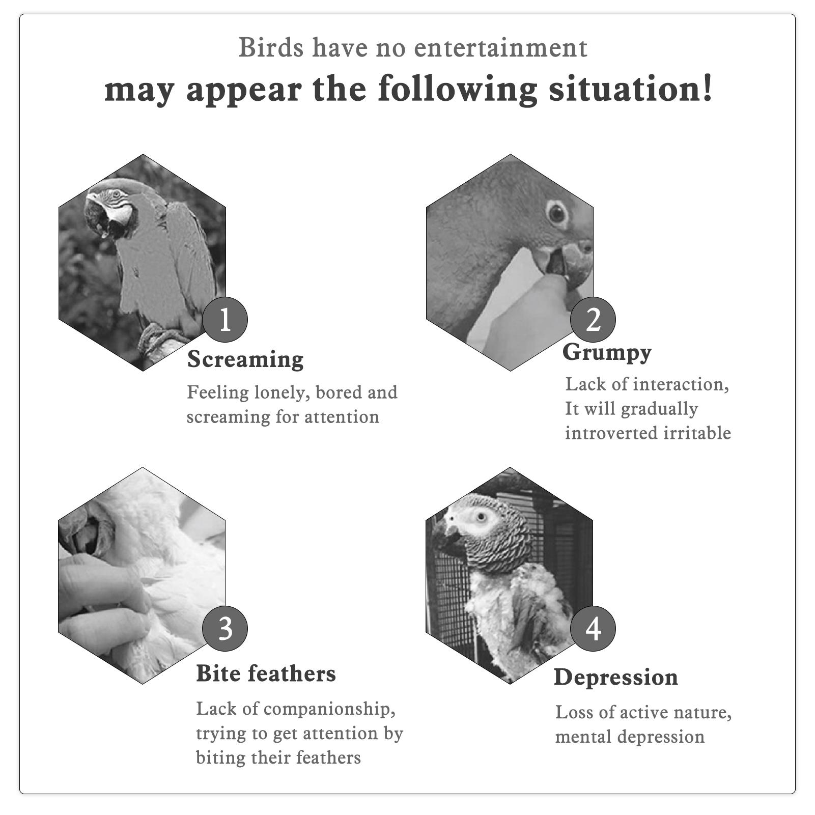 3 cái đồ chơi cho chim, Bậc Thang Gỗ, Lồng Chim Đu quay