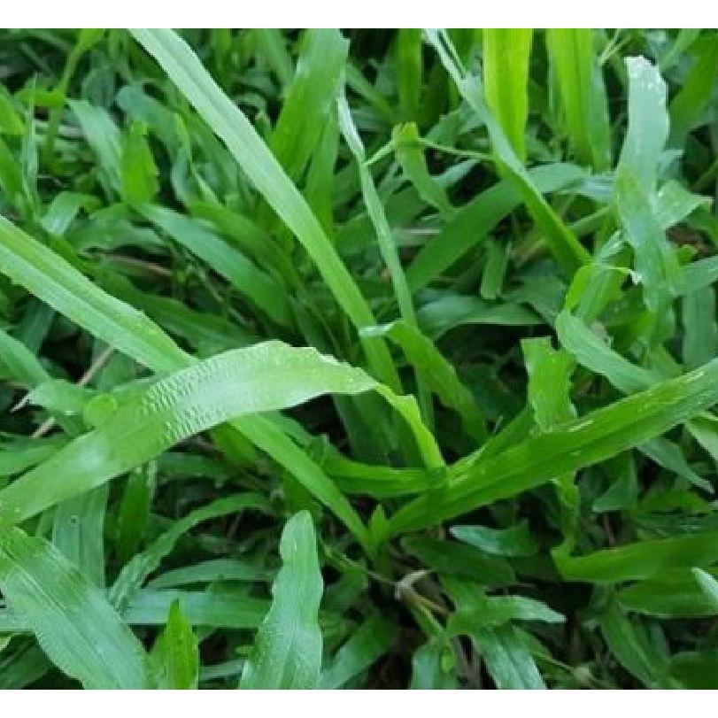 Hạt Giống Cỏ Lá Gừng CT230 - Gói 100 hạt